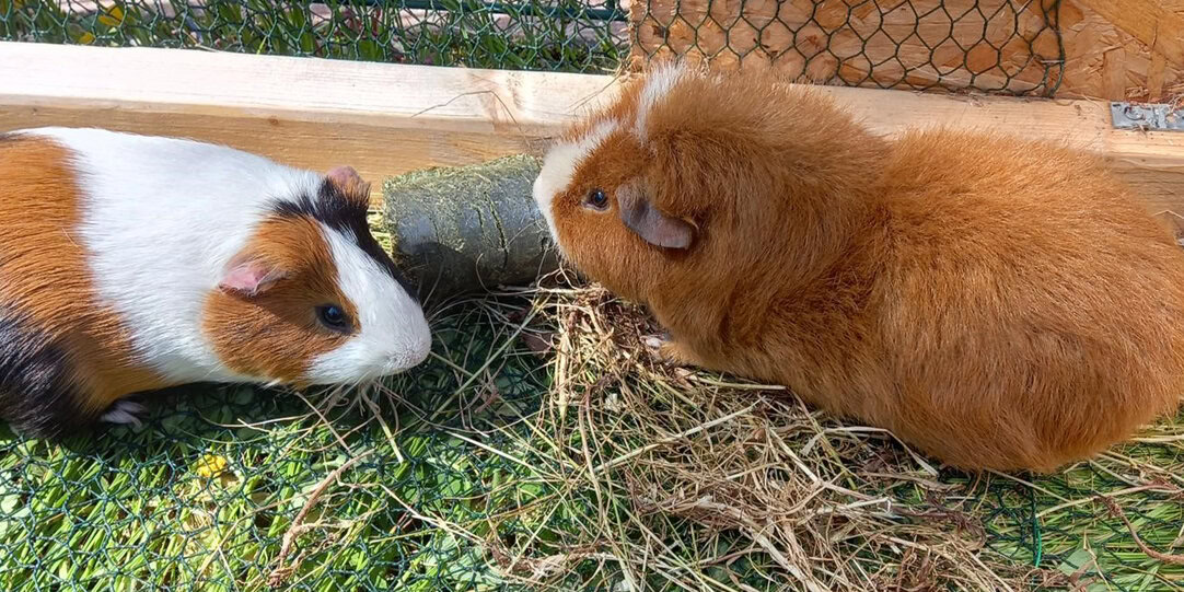 Small pets for sales home